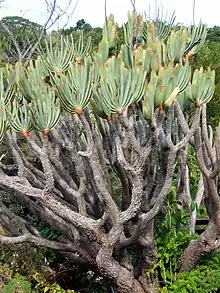 Kumara plicatilis, another parent of the hybrid.