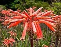 The distinctive flat-topped flower-heads of Aloe maculata are one of the surest ways of identifying this plant.