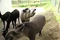 Alpacas and Tapirs