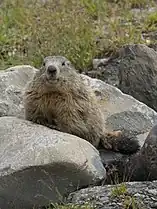 Alpine marmot, Vanoise National Park, French Alps