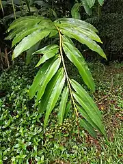 Foliage and fruit