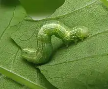 Caterpillar