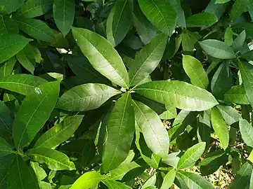 Foliage