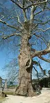 Old plane tree at the Arboretum entrance