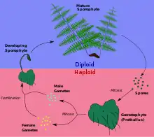 Alternation of generations in ferns