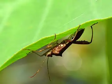 Riptortus sp. in Kerala