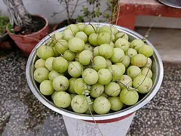 Amala in Bhopal Madhya Pradesh