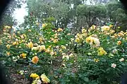 Mass display of the Amanda Rose