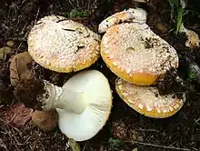 Amanita aprica