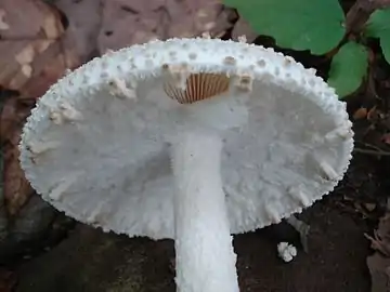 Floccose veil on an Amanita species