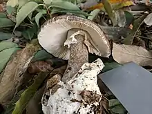 Amanita fuliginea found growing under mixed woods of hardwoods and pine trees in Tsukuba, Ibaragi, Japan