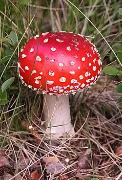 Image 31Psychotropic mushroom Amanita muscaria, commonly known as "fly agaric" (from Mushroom)