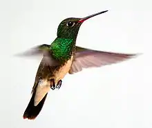 Glittering-throated emerald