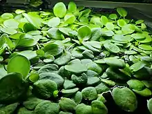 Amazon frogbit in aquascaping or aquarium