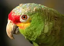 Head plumage of adults is characteristic, but the cheek color varies among subspecies, with this, A. a. autumnalis, being the only with a bright yellow patch