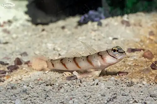 Amblyeleotris diagonalis (The Diagonal Shrimpgoby)