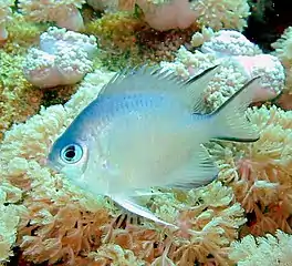 Image 78Most coral reef fish have spines in their fins like this damselfish (from Coral reef fish)