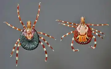 Amblyomma variegatum ixodid ticks, female and male, dorsal.