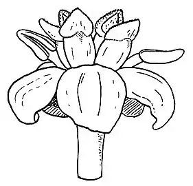 Diagram of a female flower with 5 carpels and 2 staminodes