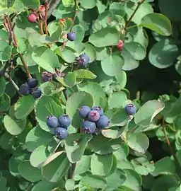 Saskatoon berry