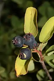 Fruit: Saskatoon berry