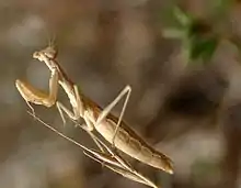 A brown, preying mantis specimen holding onto a stick