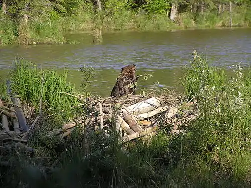 American beaver guarding its pond, Alaska