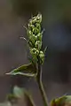 Heuchera americana 'Garnet' emerging flower stalk