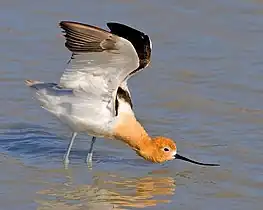 American avocet