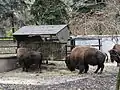 American Bisons