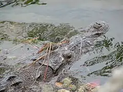 American Crocodile