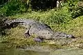 American crocodile