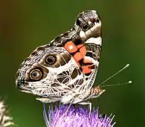 Vanessa virginiensis