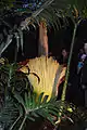 Amorphophallus titanum flower at Muttart, 2015