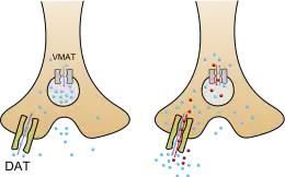 An image of methamphetamine pharmacodynamics