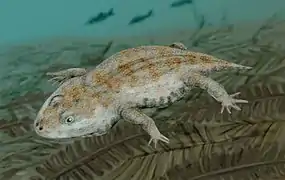 Amphibamus was a dissorophoid temnospondyl from the Late Carboniferous of Illinois.