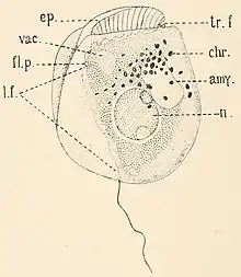 Lateral view of "Amphidinium sulcatum". amy., amyloid body; chr., chromatophore; ep., anterior part of cell in front of transverse furrow; fl.p., flagellar pore; l.f., longitudinal furrow; n., cell nucleus; tr.f., transverse furrow (with flagellum); vac., vacuole.