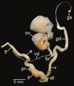 Amphidromus xiengensis; at – atrium; e – epiphallus; fl – flagellum; fo – free oviduct; gd – gametolytic duct; gs – gametolytic sac; ov – oviduct; p – penis; pr – penial retractor muscle; v – vagina; vd – vas deferens