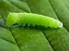 Larva