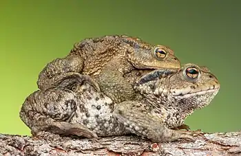 Image 7Common toads in amplexusPhoto: Bernie KohlTwo common toads (Bufo bufo) in amplexus, a form of pseudocopulation found in amphibians and limulids. A male common toad grasps a female with his front legs as part of the mating process. Common toads stay in amplexus for several days. As the female lays a long, double string of small black eggs, the male fertilises them with his sperm; the gelatinous egg strings, which may contain 3000 to 6000 eggs and be 3 to 4.5 metres (10 to 15 ft) in length, are later tangled in plant stalks.More selected pictures