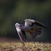 Amur falcon male in flight