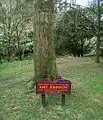 A tree at the mouth of the glen planted in 1933 by aviator Amy Johnson