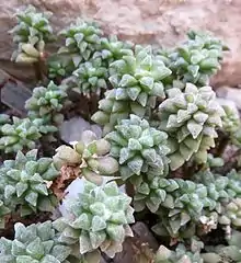 Anacampseros arachnoides (Little Karoo) has pink-to-white flowers and compact, ovoid, hairy leaves, each with a minute acuminate spine.