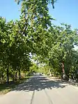 Ylang-ylang trees line all the streets