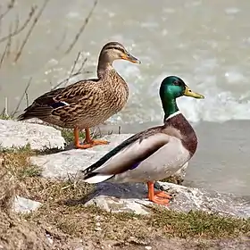 Mallard (introduced)