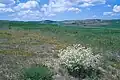 Rest of the Anatolian steppe with Crambe tatarica (white), with fields in the background, Ahiboz, c.35 km south of Ankara, c.1000 m s.l.