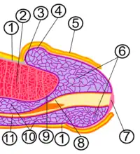 3. Coronal sulcus4. Corona of the glans