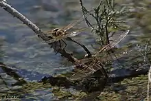 Anax ephippiger pair from United Arab Emirates