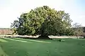 The common growth form of yew trees.