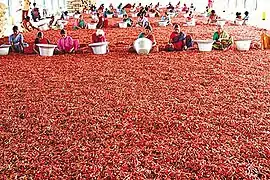 Guntur chilli drying in the sun, Andhra Pradesh, India